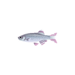 Salmon Celestial Pearl Danio